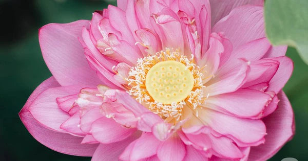 Spirit of Purity